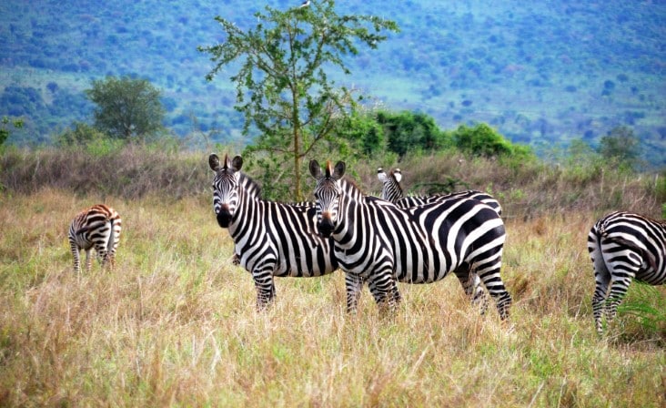 zebras akagera national park
