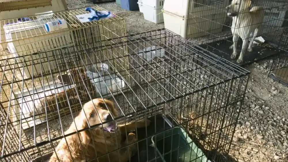 lost pets hurricane katrina