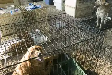 When Storms Strike, Saving Pets Is a Lesson We Can’t Forget