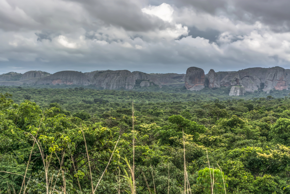 Forest in Angola