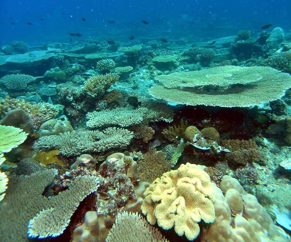 Coral reefs, Moheli, Comoros