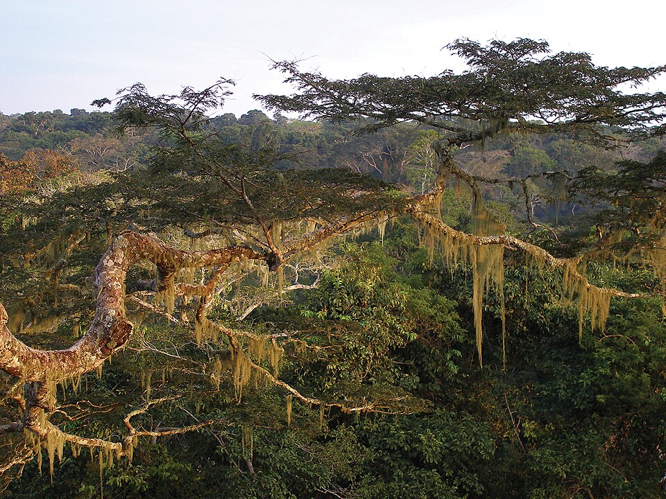 Dzanga Ndoki National Park