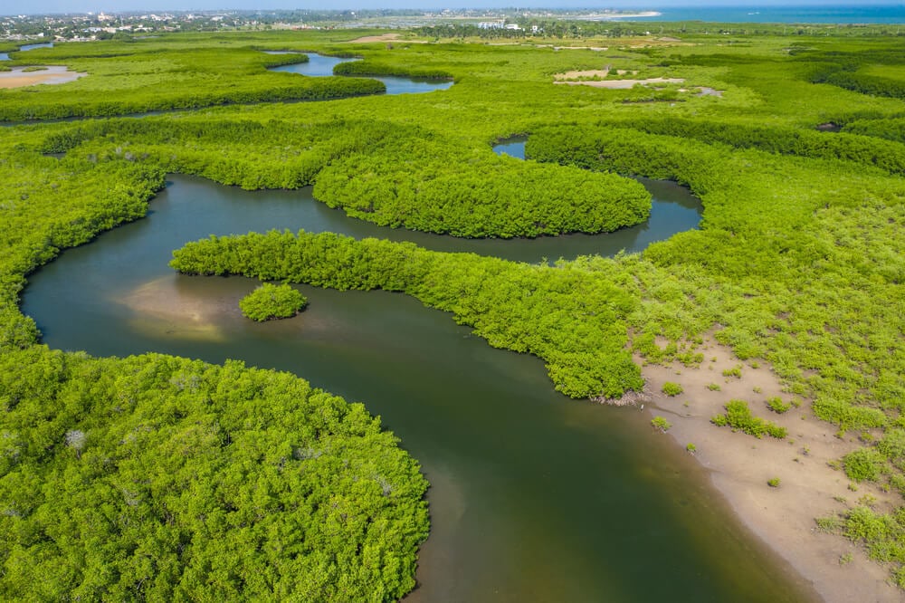 Mangrove forests in The Gambia