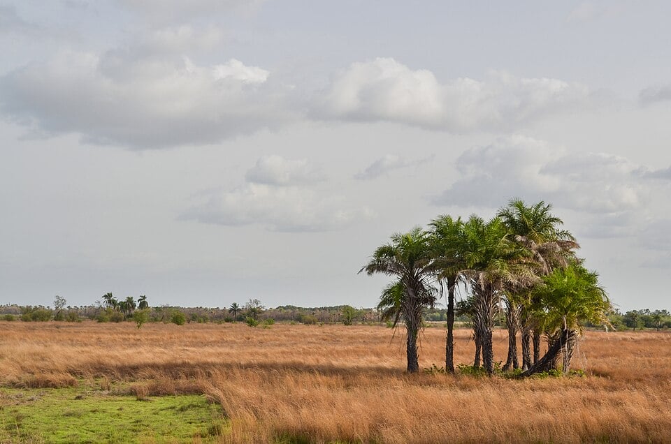 Typical scenery of Guinea-Bissau