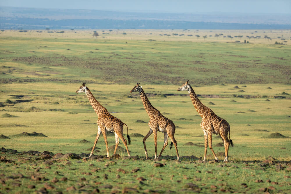 Masai Mara, Kenya