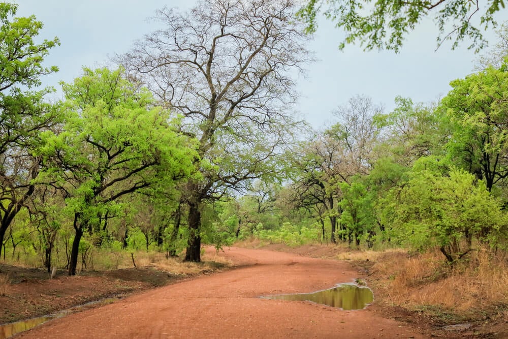Mole National Park, Ghana