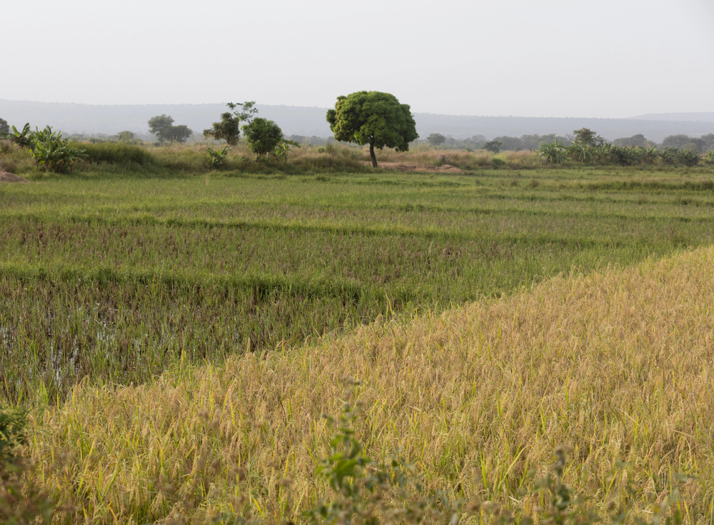 Paddies in Burkina Faso