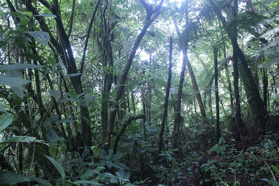 Tropical rainforest Mount Cameroon