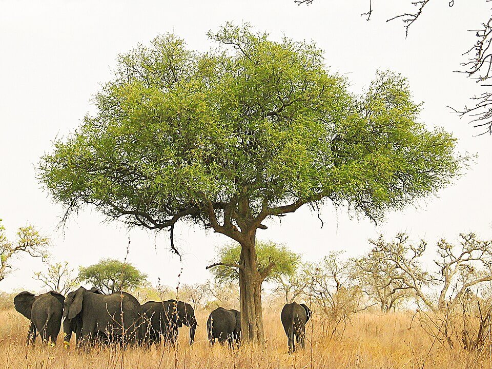 Waza National Park, Cameroon