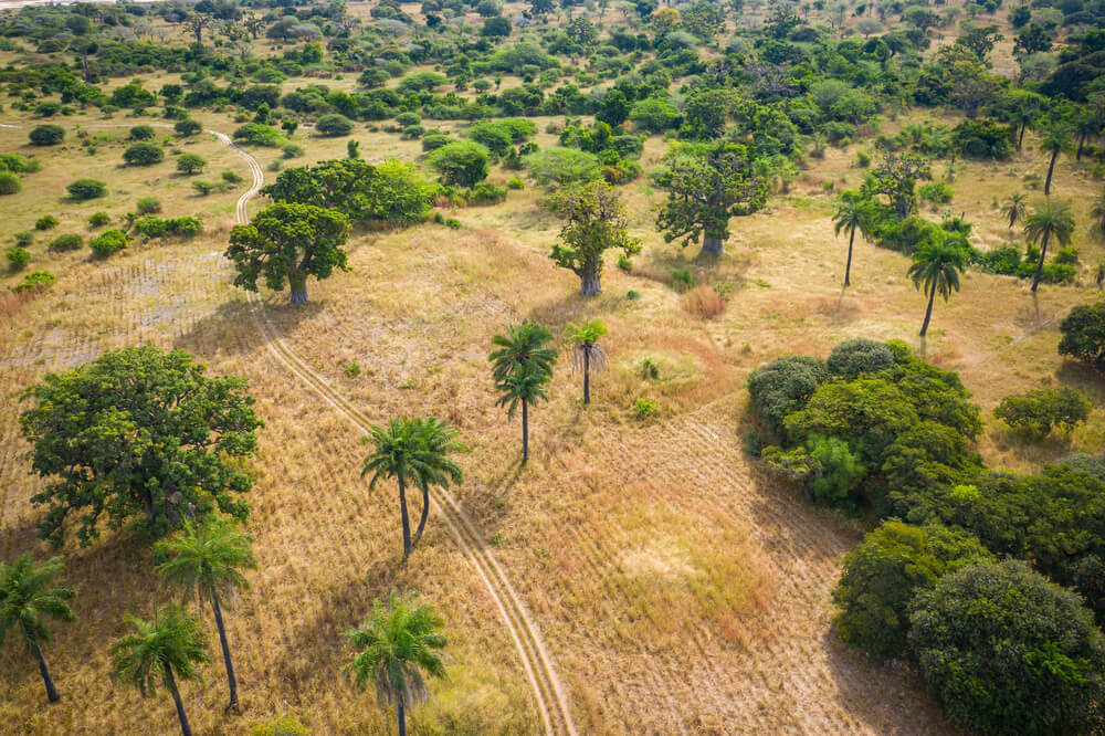 Aerial view of Baobab tree, Senegal
