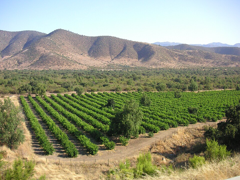 Chilean vineyard in Andes foothills