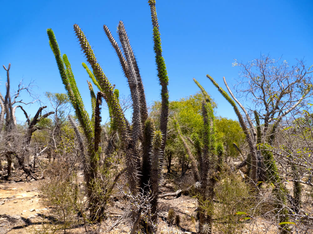 Tall stems of Didiera trollii with large spines, Tsimanampetsotsa National Park. Madagascar