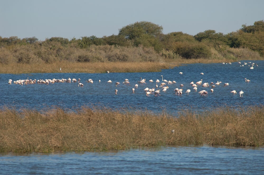 Djoudj National Bird Sanctuary, Senegal