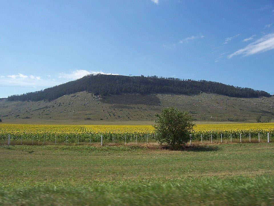 A sunflower field near Balcarce, Buenos Aires Province