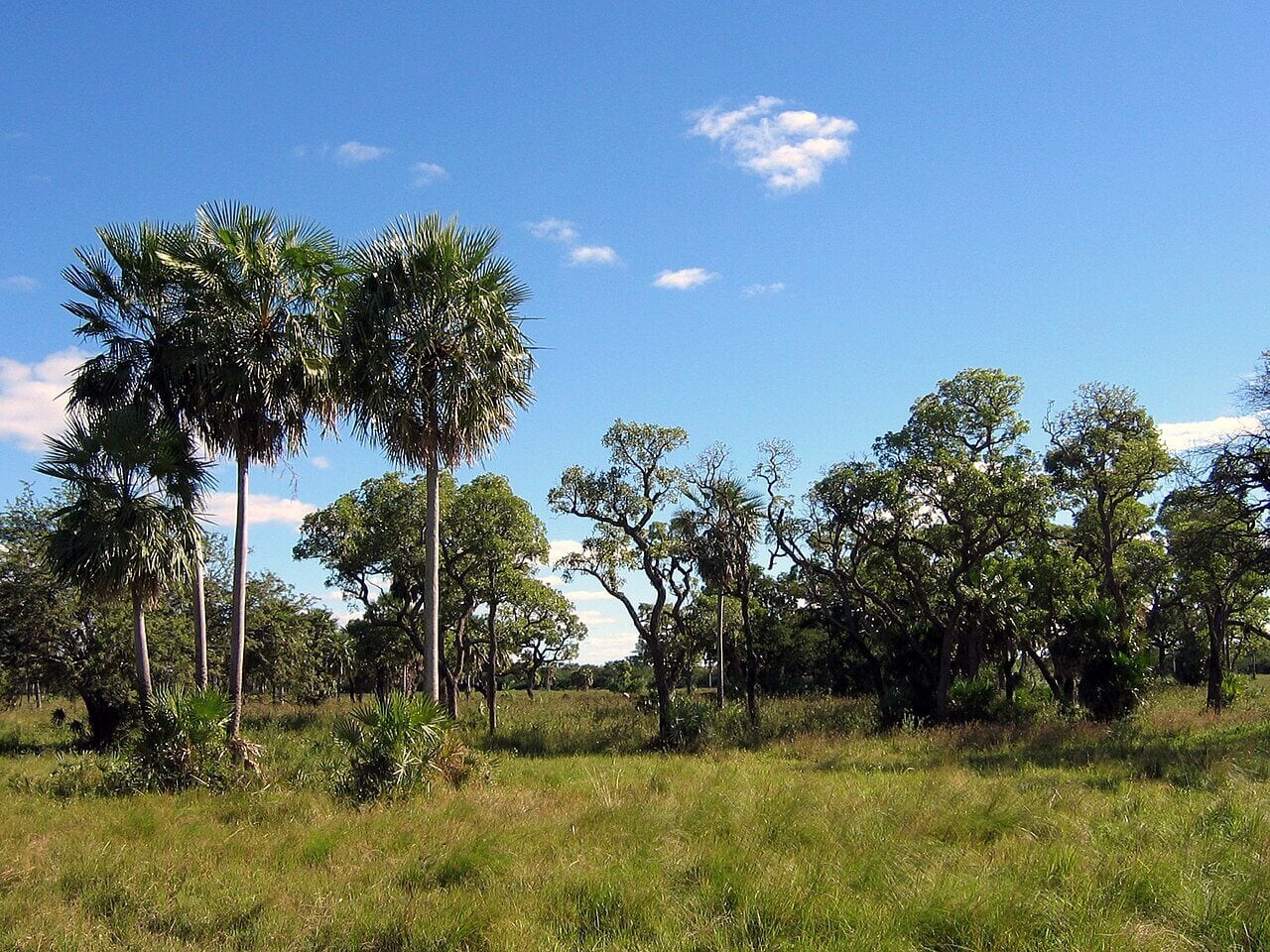 Landscape in the Gran Chaco, Chaco Boreal, Paraguay