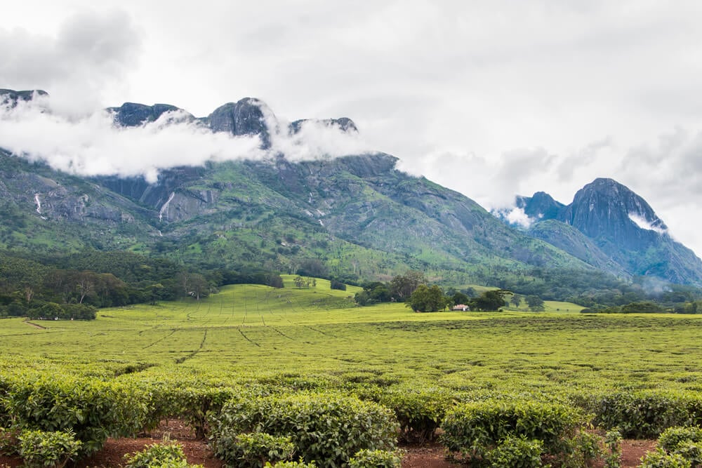 Cloudy sky with Mount Mulanje and tea plantations at the foot of the mountain