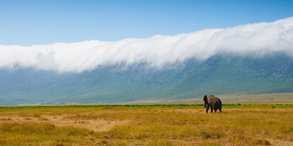 Remove BG Save Share Sample Big elephant walking in the crater of Ngorongoro C.A. in Tanzania