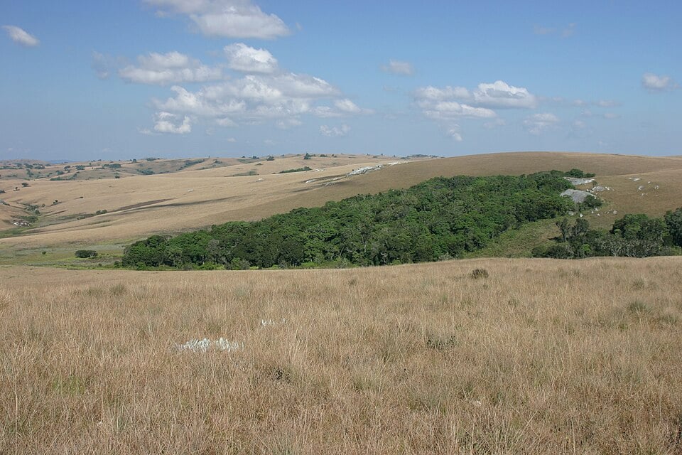 A grove of afromontane forest on the Nyika Plateau.