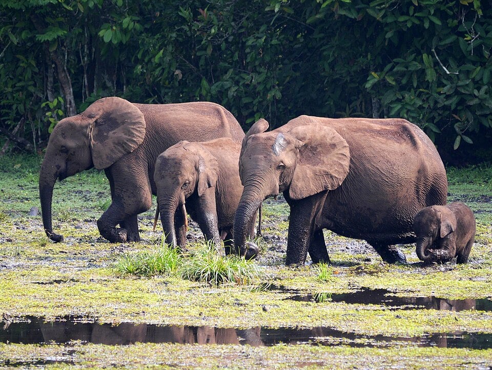 Odzala-Kokoua National Park