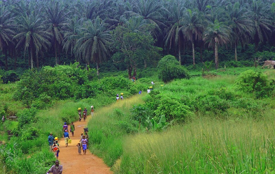 Forest in Sierra Leone