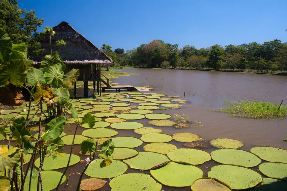 Giant lillies in the Amazonas, Colombia