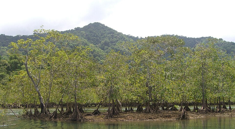 Chocó–Darién moist forests
