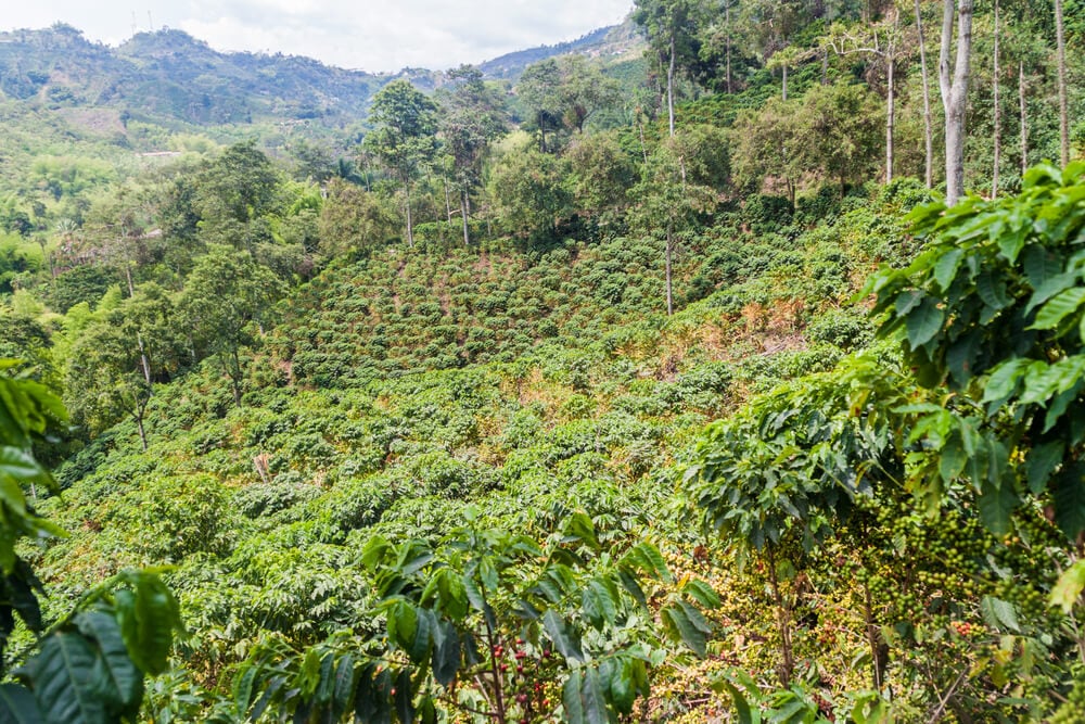 Coffee plantation in Colombia