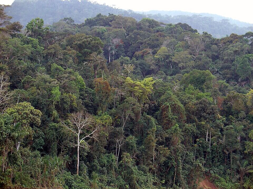 The Amazon rainforest in the Peruvian Amazonia