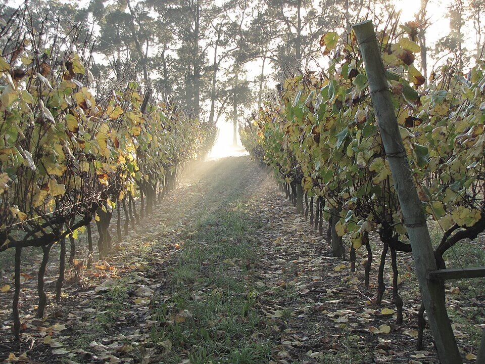 Vineyards in Uruguay